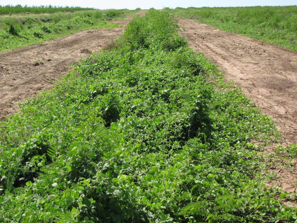 Early growth Cover crops or smother