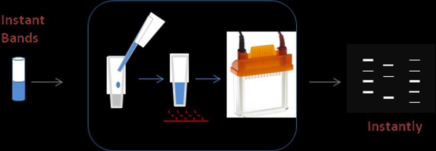 3 Instant-Bands User s Manual Introduction Instant-Bands sample treatment buffer (sample loading buffer) pre-stains a protein sample for SDS-PAGE.