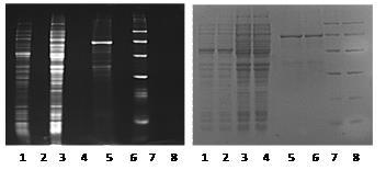6 Instant-Bands User s Manual Record the Results Gels stained by Instant-Bands can be visualized,