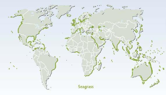 Seagrass meadows Flowering plants that grow in
