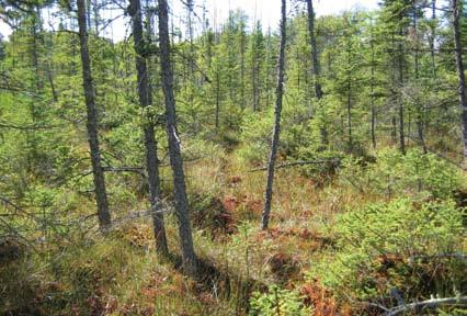 APn81b Poor Tamarack - Black Spruce Swamp Tree canopy has 25 50% cover and is dominated by black spruce with occasional tamarack, or by tamarack with black spruce.