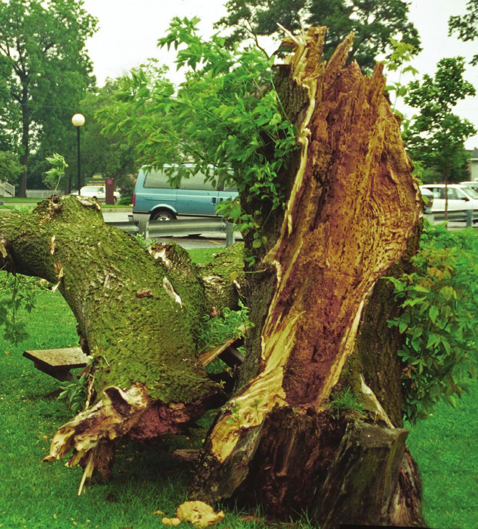 Figure 4. This seriously decayed tree should have been evaluated and removed before it failed. Cankers A canker is a localized area on the stem or branch of a tree where the bark is sunken or missing.