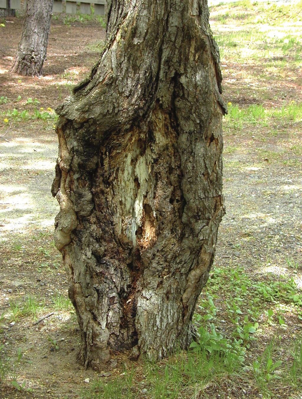 Figure 5. The large canker on this tree has seriously weakened the stem. Root Problems Trees with root problems may blow over in windstorms.