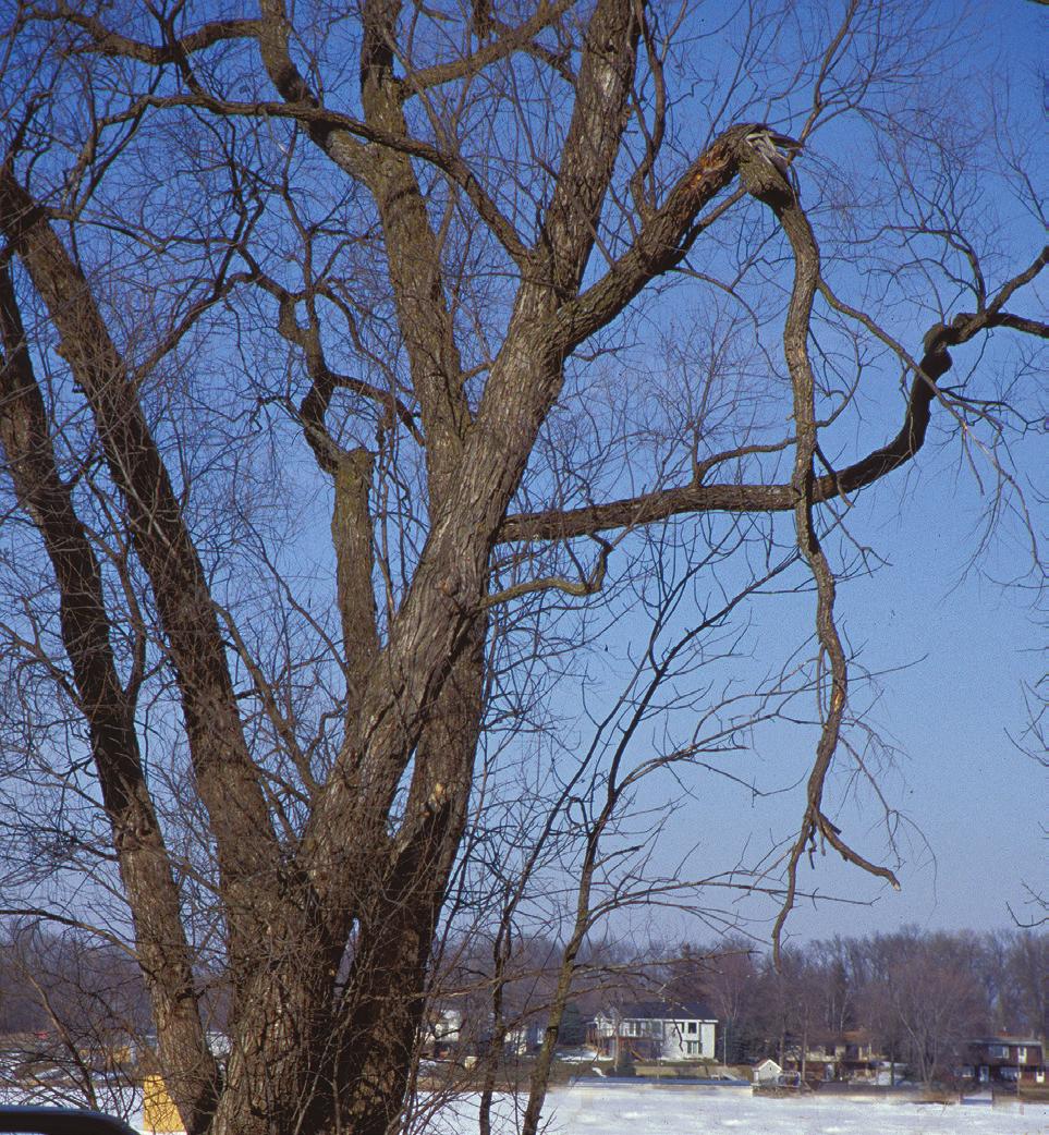 What to Look For Hazardous defects are visible signs that the tree is failing.