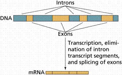 Splicing, translation, proteins When as according to the central