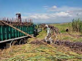 Cooperative: Alter Trade Country: The Philippines Crop: Sugarcane Product: Unrefined Mascobado Sugar Date Founded: 1984 Alter Eco Partner Since: 2004 Members: 902 Communities: 7 associations Full