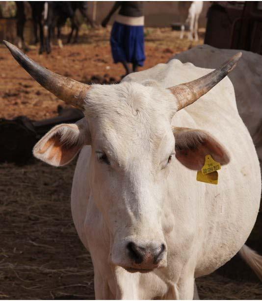 WP 2: Improved food and nutritional security from better utilisation of dairy cattle breed types in Senegal Objectives To identify and promote utilization of the most appropriate dairy breed and