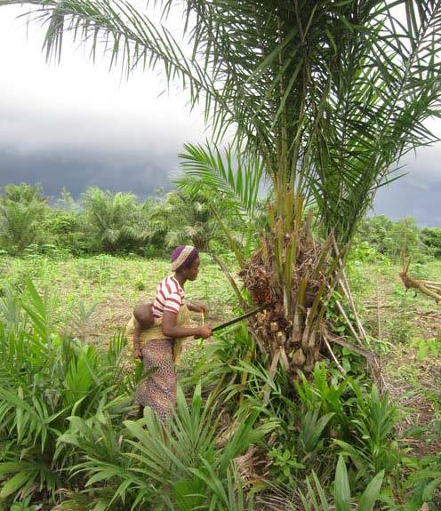 WP 4: Enhancing food and nutrition security of vulnerable groups in communities in Benin through increased use of local agricultural biodiversity Objectives To improve household food security,