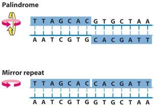 Structure Unusual DNA Structures Some
