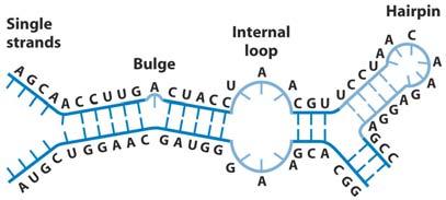Nucleic Acid Structure RNA In gene expression, RNA acts as an intermediary between the genetic information of DNA and the production of polypeptides In eukaryotes, DNA is largely confined to the
