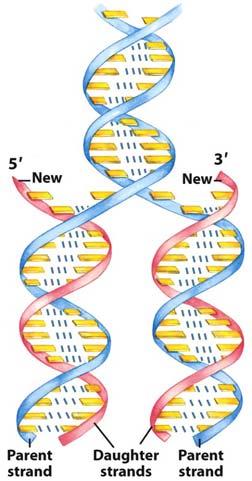 Nucleic Acid Chemistry DNA Replication In DNA replication, each DNA strand serves as a template for the synthesis of a new strand, producing two DNA molecules, each with one new strand and one old