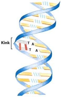 Nucleic Acid Chemistry UV Damage to DNA Formation of a cyclobutane pyrimidine dimer introduces a bend or kink into the DNA helix 50-100 of these lesions occur in each skin cell for every second of