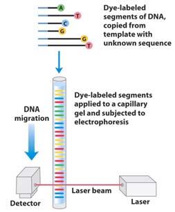 ) Chapter 8 53 Nucleic Acid Chemistry DNA Sequencing: Dideoxy Method (A) The Dideoxy method relies on the insertion of ddntps into a growing DNA chain, which causes chain termination.