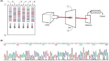 Nucleic Acid Chemistry Automated DNA Sequencing One major improvement in recent years has been the development of automated procedures for fluorescent DNA sequencing (Wilson et al.