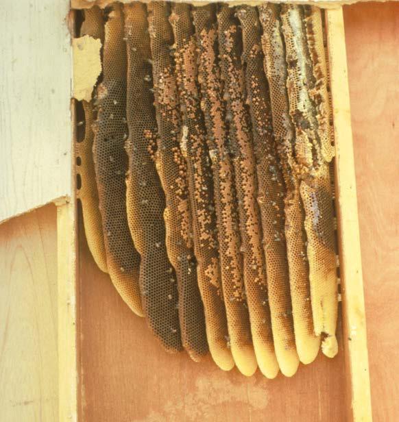 Honey bees can construct large wax nests rapidly once they enter a home. For this reason, honey bees and nests should be removed as soon as possible.