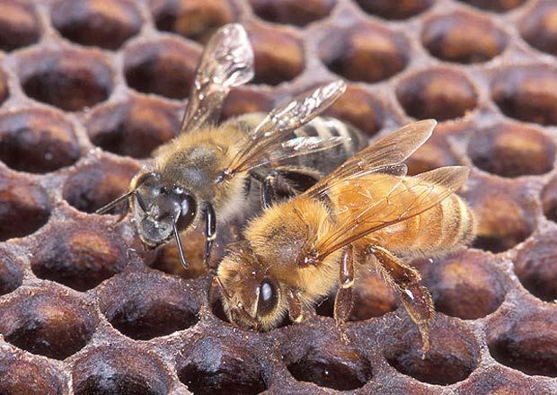 Workers perform many functions based on age. When they first emerge from their cells as adults, worker bees act as house cleaners.