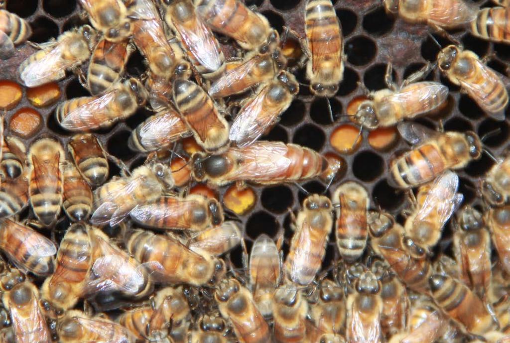 Queen bee (center) among her workers. Bees are likely to sting only when they perceive a threat to the nest or the queen. (Photo courtesy of Molly Keck.) Foraging bees.