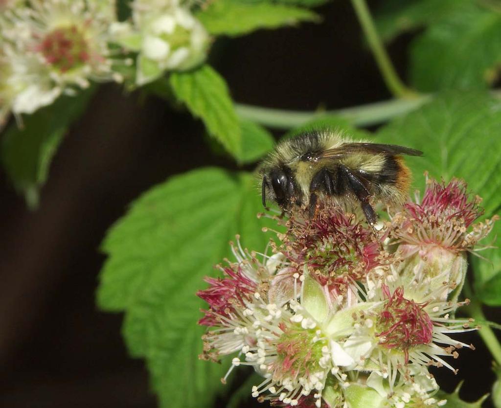 2 of 7 4/14/2014 4:04 PM Bombus mixtus pollinating black raspberry Mace Vaughan/Xerces Society Hear that hum as a bumblebee settles onto a tomato blossom?