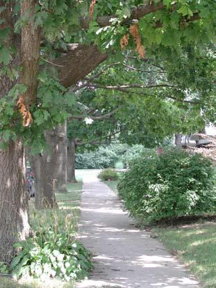 Chapter Four Benefits of Indianapolis s Municipal Trees City trees work ceaselessly, providing ecosystem services that directly improve human health and quality of life.
