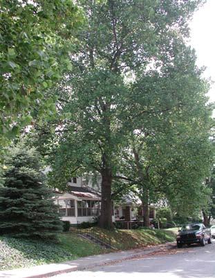 Aesthetic, Property Value, Social, Economic and Other Benefits Many benefits attributed to urban trees are difficult to translate into economic terms.