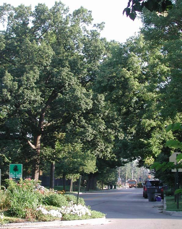 36 Tree leaves help clean the air by absorbing pollutants, reduce stormwater
