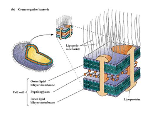 AP resides in the periplasmic space, between the outer an inner lipid bilayers. The protein is synthesized in the cytoplasm. In order to translocate across the Inner Membrane, what event must happen?