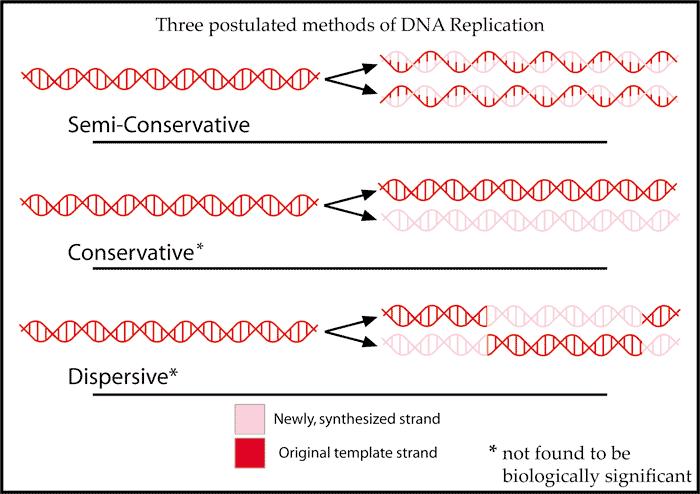 DNA Replication Contents 1 DNA Replication 1.1 Meselson & Stahl Experiment 1.