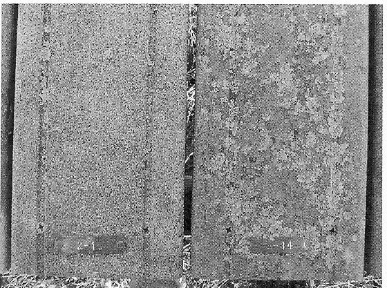 Durability of wood-plastic composite lumber 115 Fig. 3 Aboveground WPC deck boards after 6 years of field exposure in Madison, Wisconsin. Fig. 4. In-ground field test of WPC specimens [1.9 cm 1.