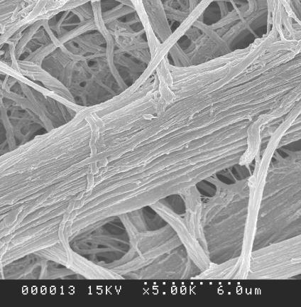 Fibrillation /Splitting Mechanism to Create Lyocell Nanofibers Initial peeling of fibrils (macro bundles)
