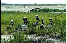 USACE began to research the use of dredged material for beneficial habitat creation during the 1970s (Lunz et al. 1978).