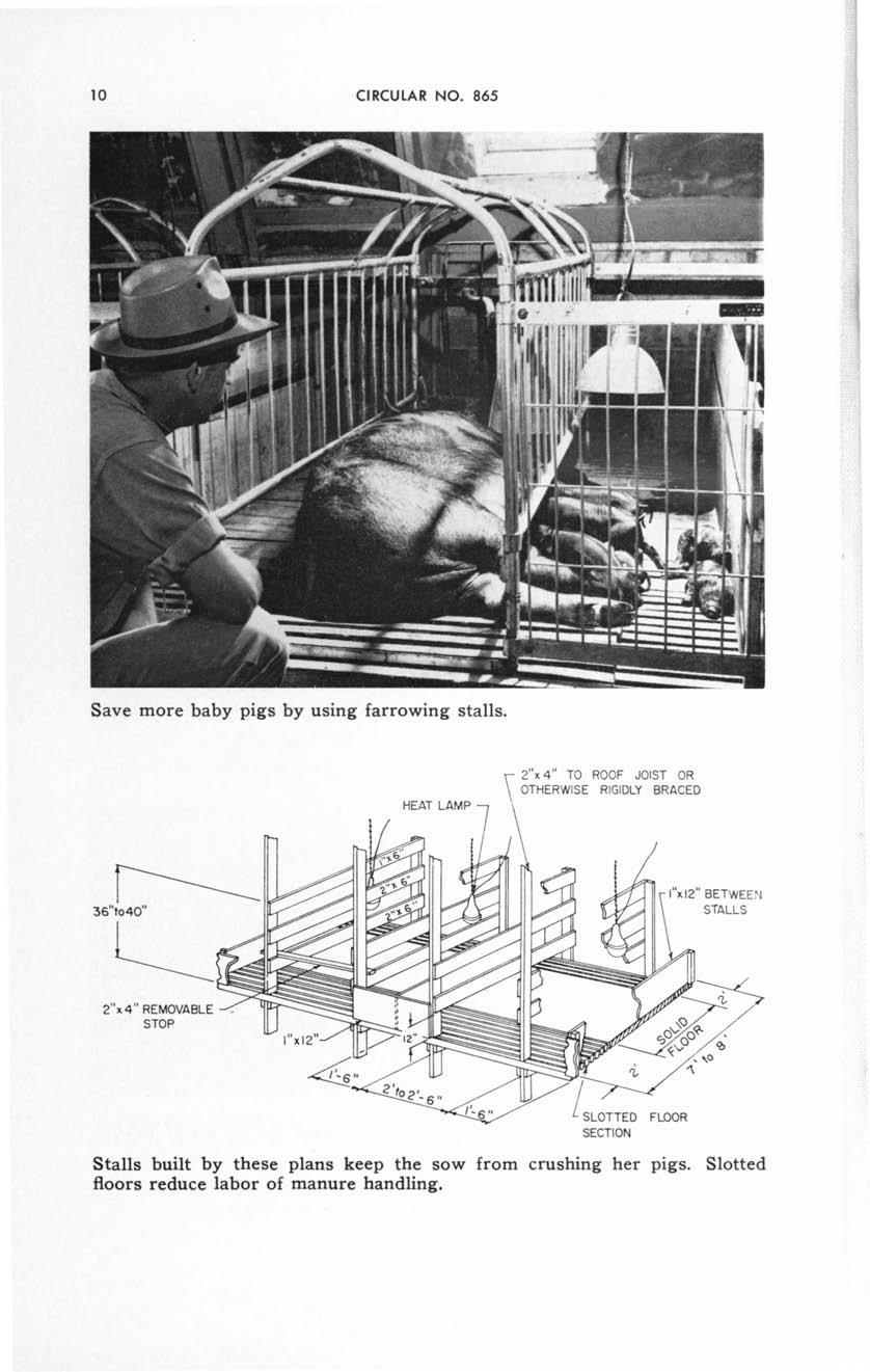10 CIRCULAR NO. 865 Save more baby pigs by using farrowing stalls.