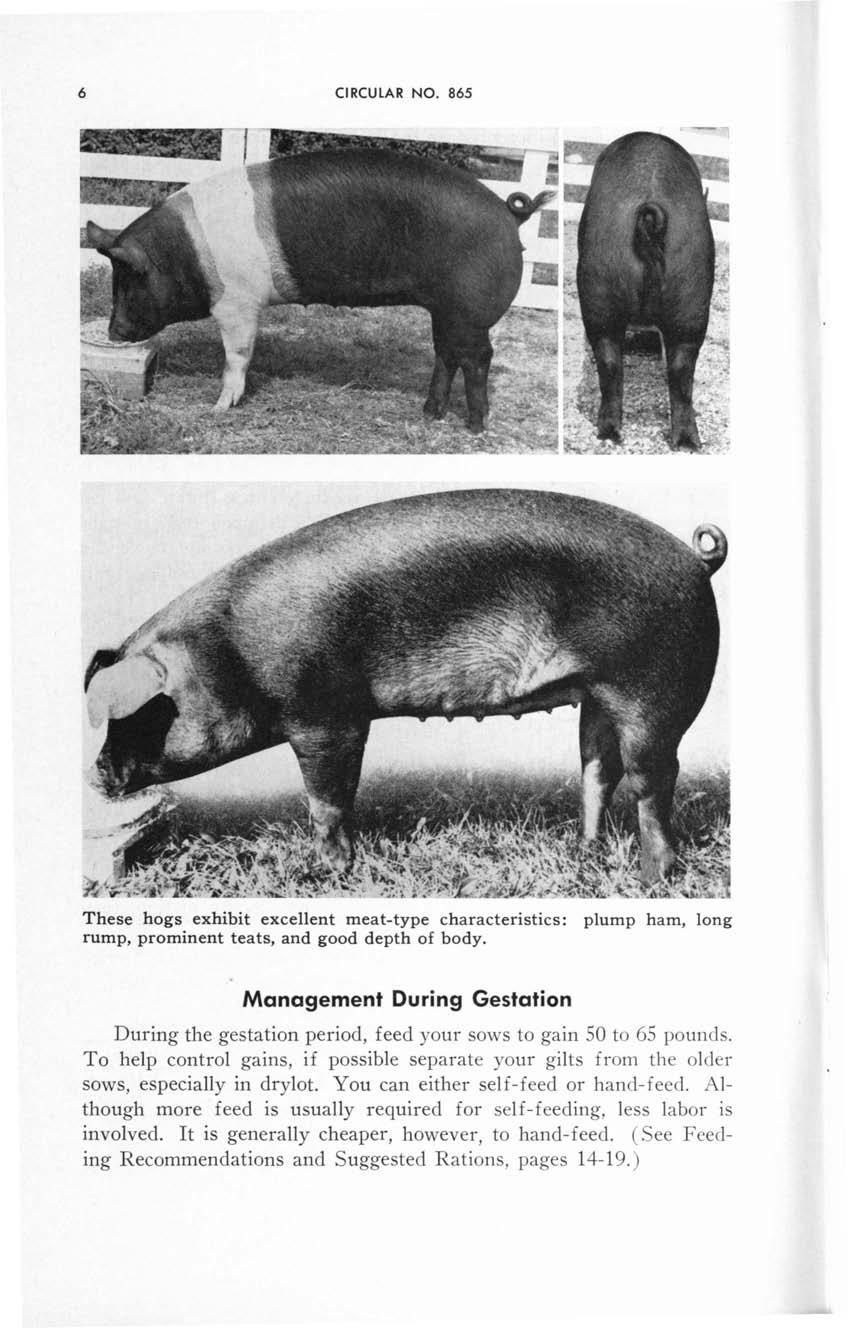 6 CIRCULAR NO. 865 These hogs exhibit excellent meat-type characteristics: plump ham, long rump, prominent teats, and good depth of body.