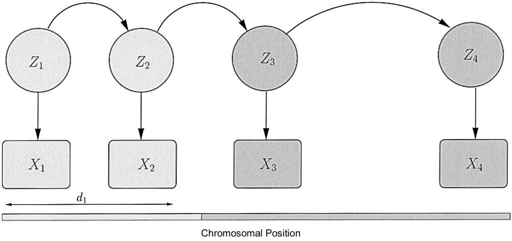 Montana and Pritchard: Admixture Mapping 773 Figure 2 Conditional independence structure of the data along a single chromosome.