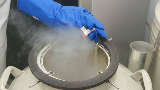 Table 1: Protocol for thawing Cryopreserved cells are supplied in liquid nitrogen dry vapour shipper (-150 o C to -130 o C).