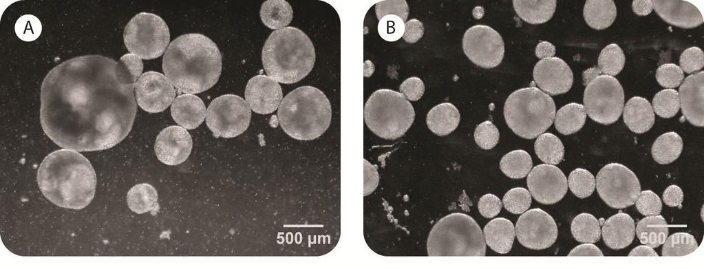 14 Figure 3. Examples of hpsc Aggregates with Poor Morphology.
