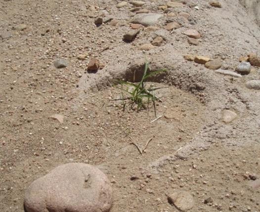 Depending on the stream, dryland vegetation beds and seams should stay above certain minimum flood elevations as they won t tolerate frequent flooding.