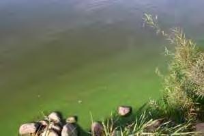 Harmful algal blooms (HABs) What is an algal bloom and why are they so troublesome?