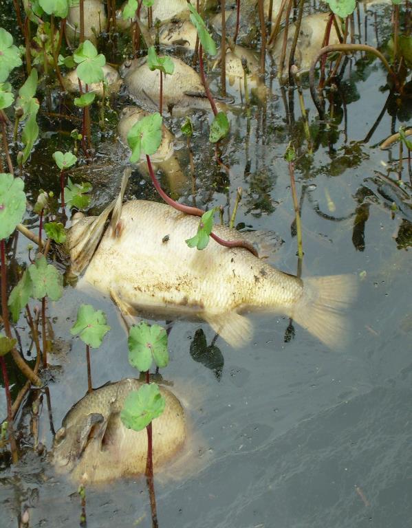 Nutrient Pollution Concerns DO Depletion Ammonia (Fish) Toxicity NH 3