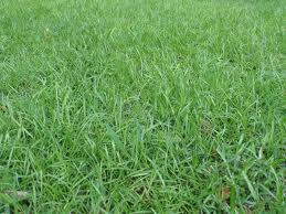 PASTURE IMPROVEMENTS Soil Fertility improvements Lime, fertilizer, new forage plantings Warm season grasses