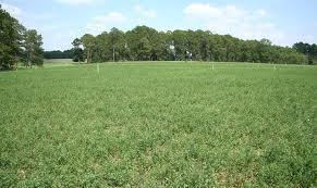PASTURE PLAN Built around cool season grasses 20% dedicated to summer forage 10% dedicated to