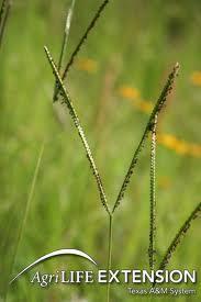 WARM SEASON GRASSES Planted in Spring/Early Summer Soil moisture important Perennial grass Bahia, Bermuda grass Bahia preferred
