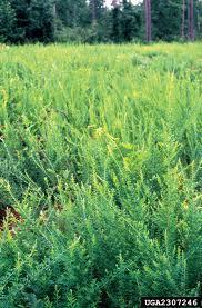 WARM SEASON PERENNIALS Lespedeza Sericea Lespedeza or Other High tannin Lespedeza varieties Plant in March @ 20lbs/A in tilled soil.