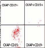 Image 1 shows an example of a case that was called positive for involvement by a clonal plasma cell population by 4- and 6-color methods.