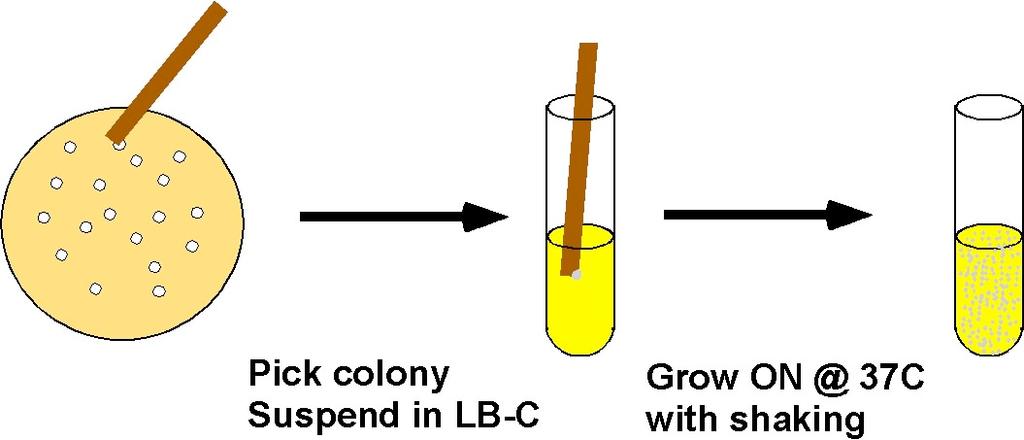 14 Grow the bacteria Grow an overnight (ON) culture of the desired bacteria in 2 ml of LB medium containing the appropriate antibiotic for plasmid selection.