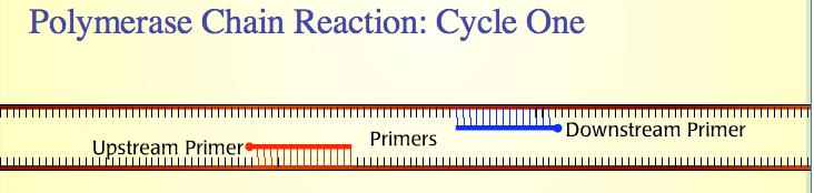 4 Second, the temperature is lowered (generally to around 50-55 C), to allow the primers to anneal (bind) to the denatured strands of target DNA.