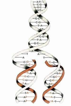 DNA Amplification for Cell Division The base pairings of the DNA split up The second, parallel column is formed by an enzyme (DNA polymerase) according to the defined pairings.