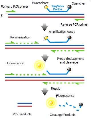 Hydrolysis Based Probe - - - Taqman Probe Assay The fluorescence of the reporter dye is suppressed by the quencher Primer binding followed by extension Probe cleavage by Taq to free the