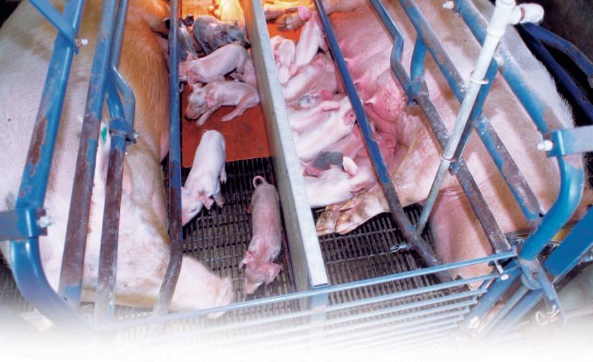 Ken Hammond, USDA U.S. Structural Change Creates Demand for Feeder Pigs The growing excess supply of hogs in Canada was not simply a response to policy changes in Canada.