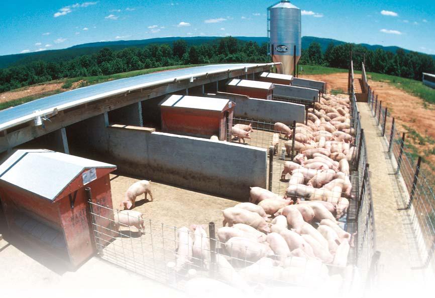 VOLUME 3 ISSUE 1 4 F E A T U R E accelerated during periods of high demand, increasing output of pork.