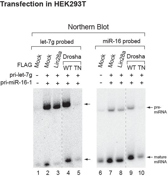 Figure S6. Reduction of mature let-7 by Lin28 and of pre- and mature let-7 by Drosha in vivo NB analysis of let-7g and mir-16 with either Lin28a- or Drosha-cotransfected HEK293T cells.